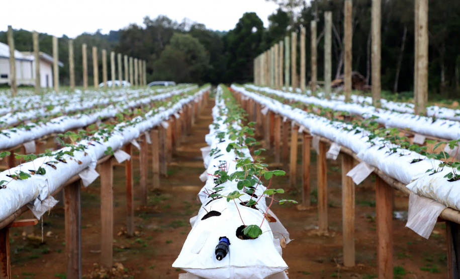 Produção de morango se destaca na região de Curitiba e cresce em todo Paraná. Foto: Ari Dais/AEN