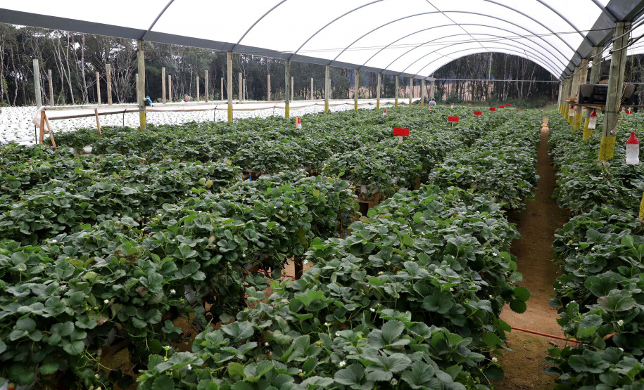 Produção de morango se destaca na região de Curitiba e cresce em todo Paraná. Foto: Ari Dais/AEN