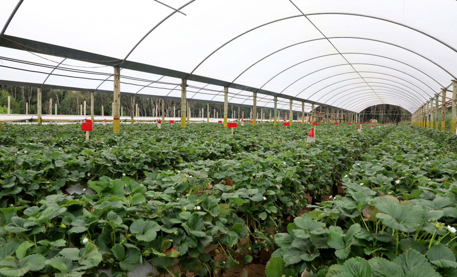 Produção de morango se destaca na região de Curitiba e cresce em todo Paraná. . Foto: Ari Dais/AEN