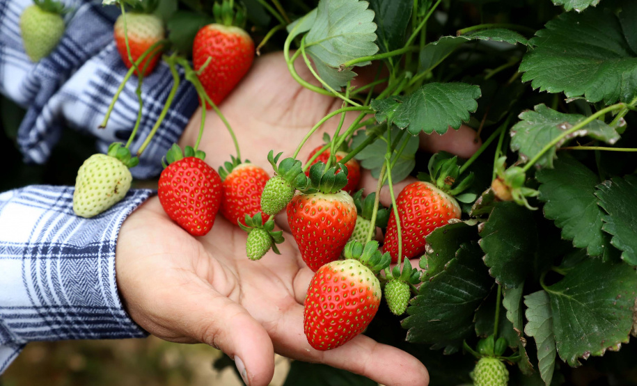 Produção de morango se destaca na região de Curitiba e cresce em todo Paraná. Foto: Ari Dais/AEN