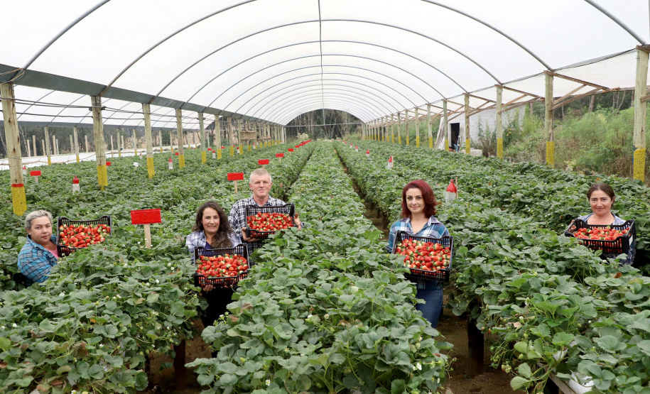 Produção de morango se destaca na região de Curitiba e cresce em todo Paraná. Foto: Ari Dais/AEN