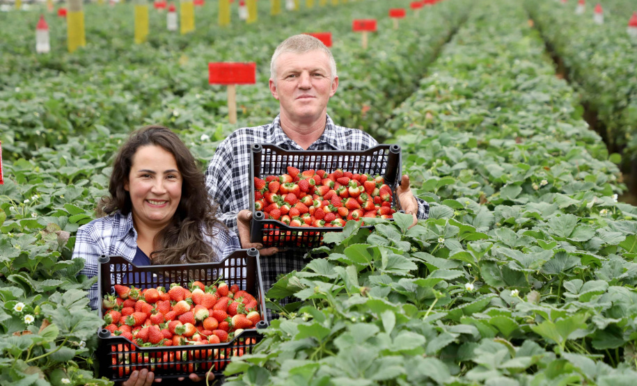 Produção de morango se destaca na região de Curitiba e cresce em todo Paraná. Na foto, Rosana Gabardo Pallu e José Marcos Pallu. Foto: Ari Dais/AEN