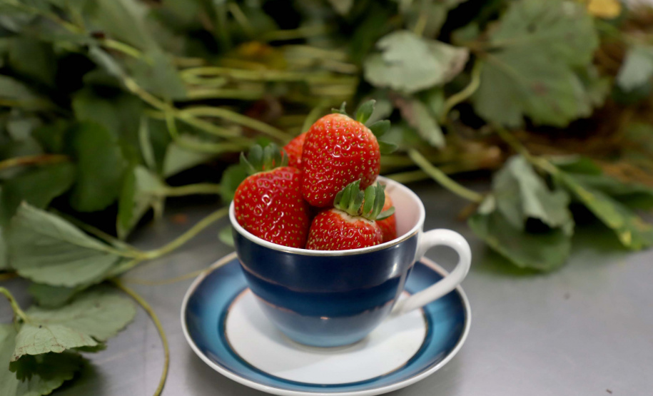 Produção de morango se destaca na região de Curitiba e cresce em todo Paraná.Foto: Ari Dais/AEN