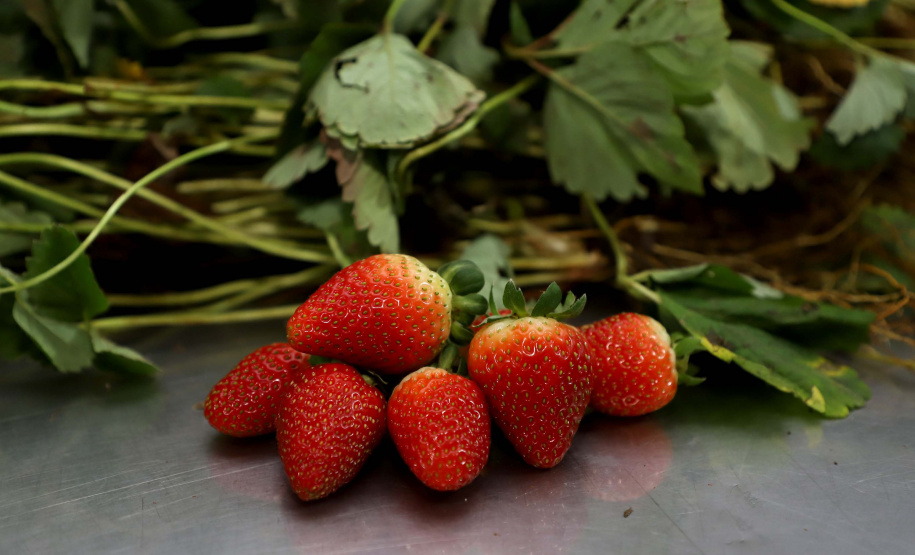 Produção de morango se destaca na região de Curitiba e cresce em todo Paraná. Foto: Ari Dais/AEN