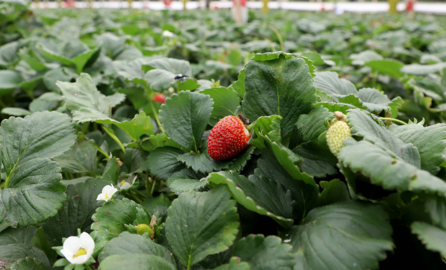 Produção de morango se destaca na região de Curitiba e cresce em todo Paraná. Foto: Ari Dais/AEN