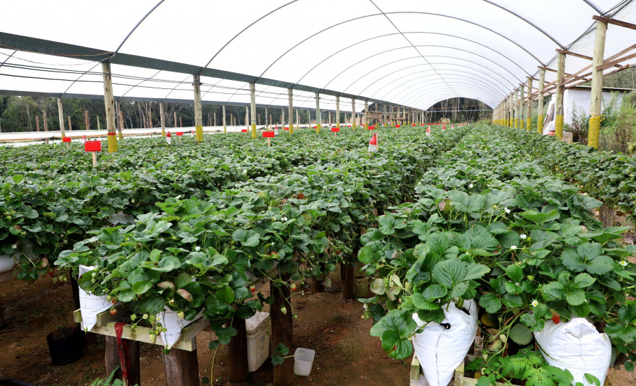 Produção de morango se destaca na região de Curitiba e cresce em todo Paraná. Foto: Ari Dais/AEN