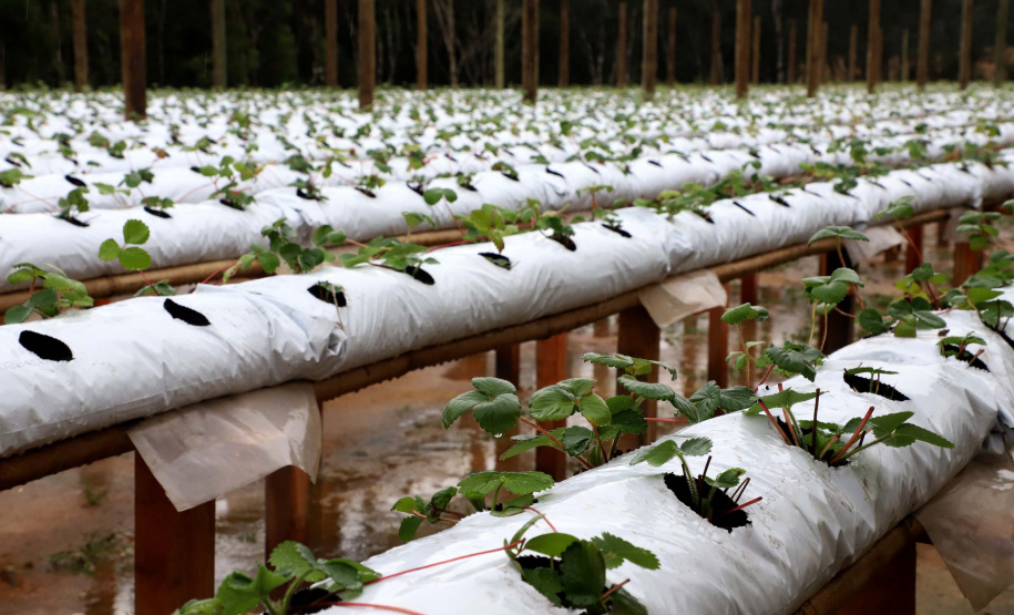 Produção de morango se destaca na região de Curitiba e cresce em todo Paraná. Foto: Ari Dais/AEN