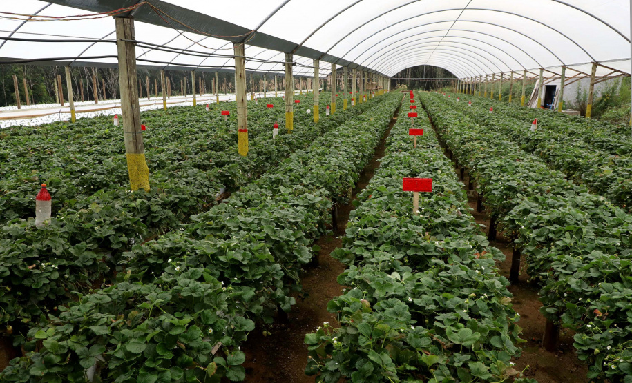 Produção de morango se destaca na região de Curitiba e cresce em todo Paraná. Foto: Ari Dais/AEN