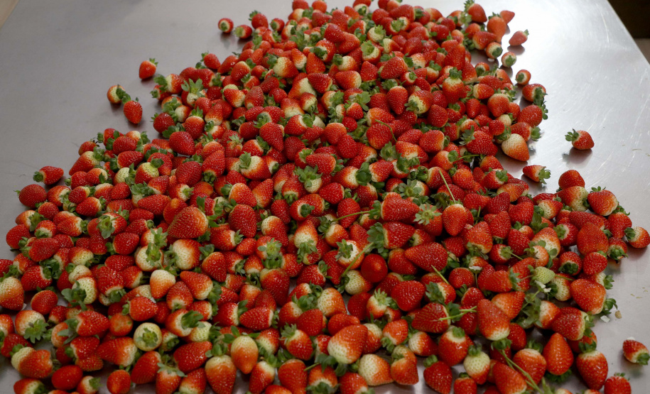 Produção de morango se destaca na região de Curitiba e cresce em todo Paraná. Foto: Ari Dais/AEN