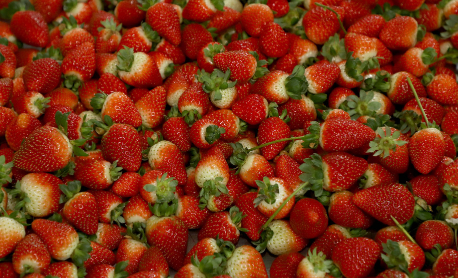 Produção de morango se destaca na região de Curitiba e cresce em todo Paraná. Foto: Ari Dais/AEN