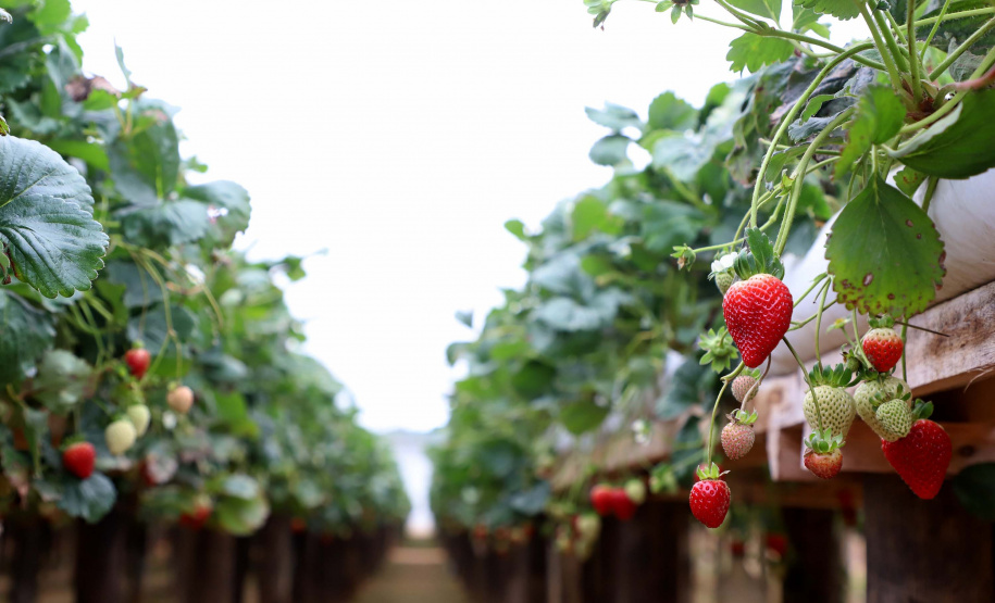 Produção de morango se destaca na região de Curitiba e cresce em todo Paraná. Foto: Ari Dais/AEN