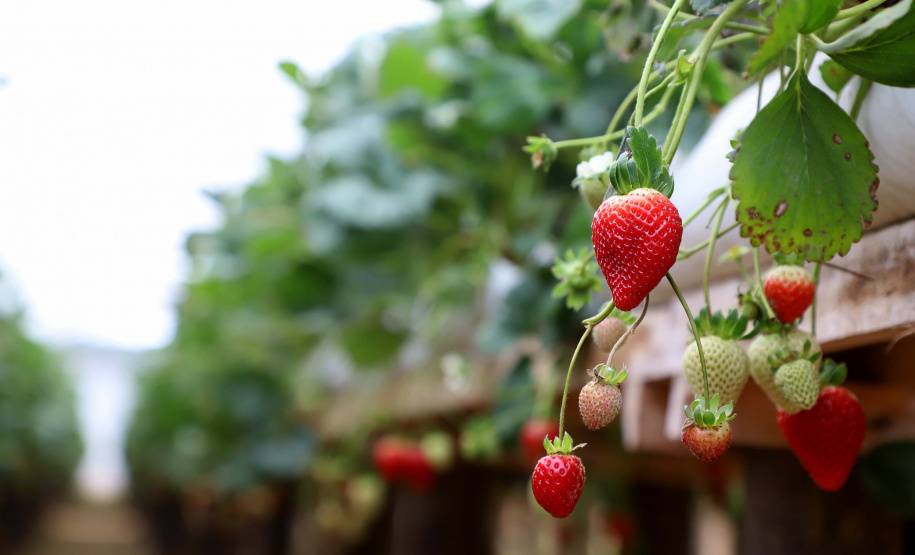 Produção de morango se destaca na região de Curitiba e cresce em todo Paraná. Foto: Ari Dais/AEN