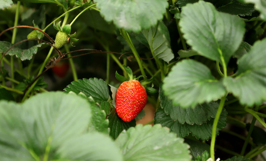 Produção de morango se destaca na região de Curitiba e cresce em todo Paraná. Foto: Ari Dais/AEN