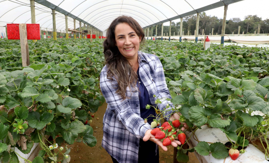 Produção de morango se destaca na região de Curitiba e cresce em todo Paraná. Na foto, Rosana Gabardo Pallu . Foto: Ari Dais/AEN