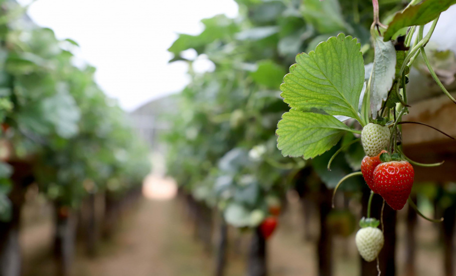 Produção de morango se destaca na região de Curitiba e cresce em todo Paraná. Foto: Ari Dais/AEN