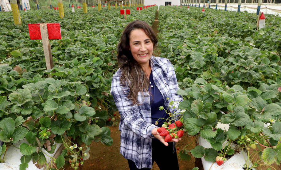 Produção de morango se destaca na região de Curitiba e cresce em todo Paraná. Na foto, Rosana Gabardo Pallu . Foto: Ari Dais/AEN
