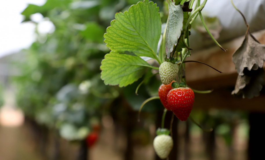 Produção de morango se destaca na região de Curitiba e cresce em todo Paraná.