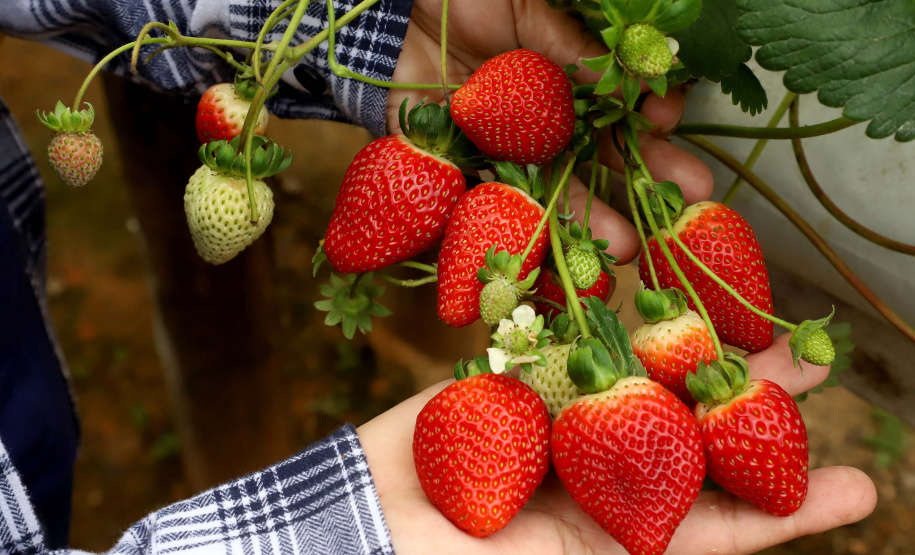 Produção de morango se destaca na região de Curitiba e cresce em todo Paraná. Foto: Ari Dais/AEN