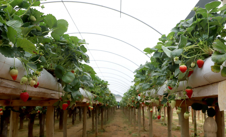 Produção de morango se destaca na região de Curitiba e cresce em todo Paraná. Foto: Ari Dais/AEN