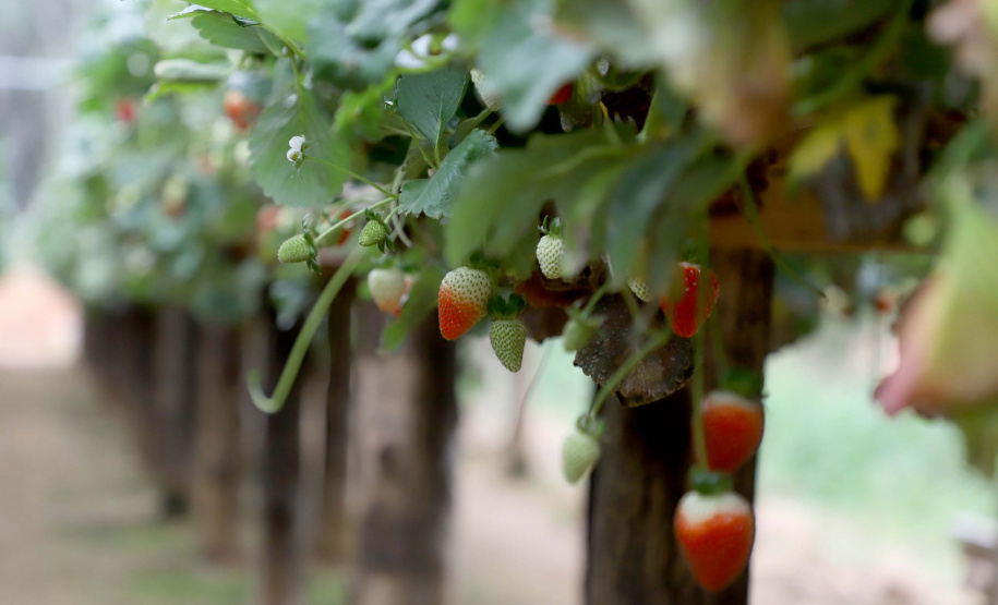 Produção de morango se destaca na região de Curitiba e cresce em todo Paraná. Foto: Ari Dais/AEN