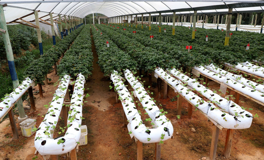 Produção de morango se destaca na região de Curitiba e cresce em todo Paraná. Foto: Ari Dais/AEN