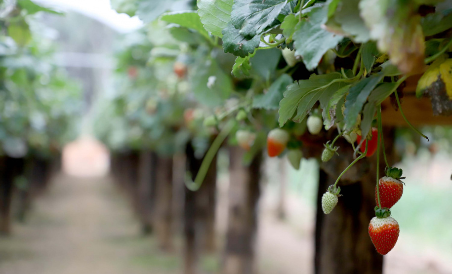 Produção de morango se destaca na região de Curitiba e cresce em todo Paraná. Foto: Ari Dais/AEN