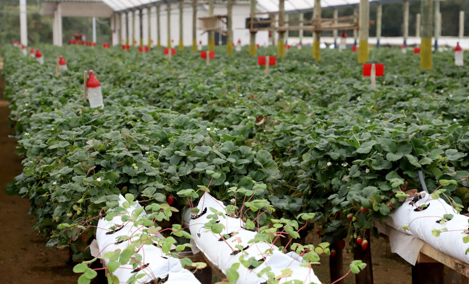 Produção de morango se destaca na região de Curitiba e cresce em todo Paraná.Foto: Ari Dais/AEN