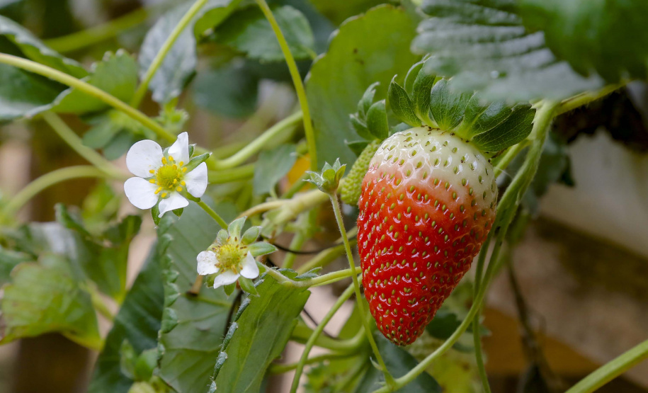 Morango
Foto Gilson Abreu/AEN