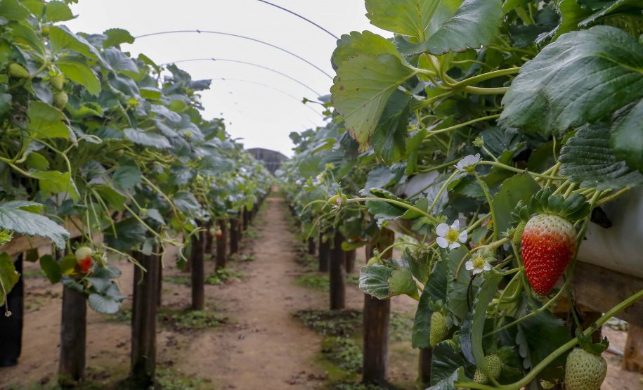 Morango
Foto Gilson Abreu/AEN