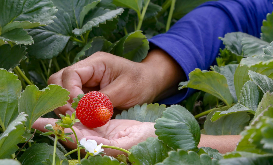 Morango
Foto Gilson Abreu/AEN