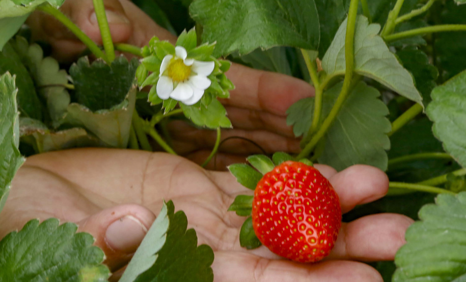 Morango
Foto Gilson Abreu/AEN