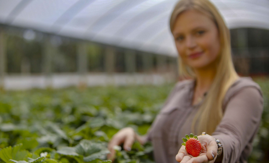 Morango
Alessandra Clemente ? secretária de agricultura
Foto Gilson Abreu/AEN