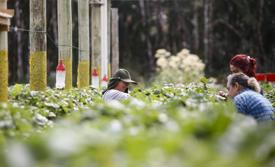 Morango
Foto Gilson Abreu/AEN