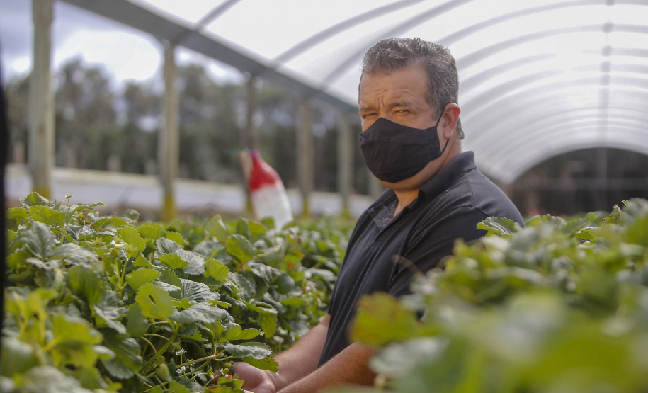 Morango
Joel Sebastião da Cruz ? tecnico agrícola
Foto Gilson Abreu/AEN
