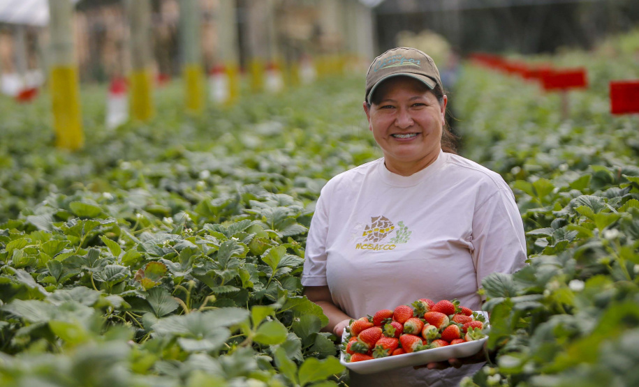 Morango
Kátia Estela Tsuneta Matsui - agricultora
Foto Gilson Abreu/AEN