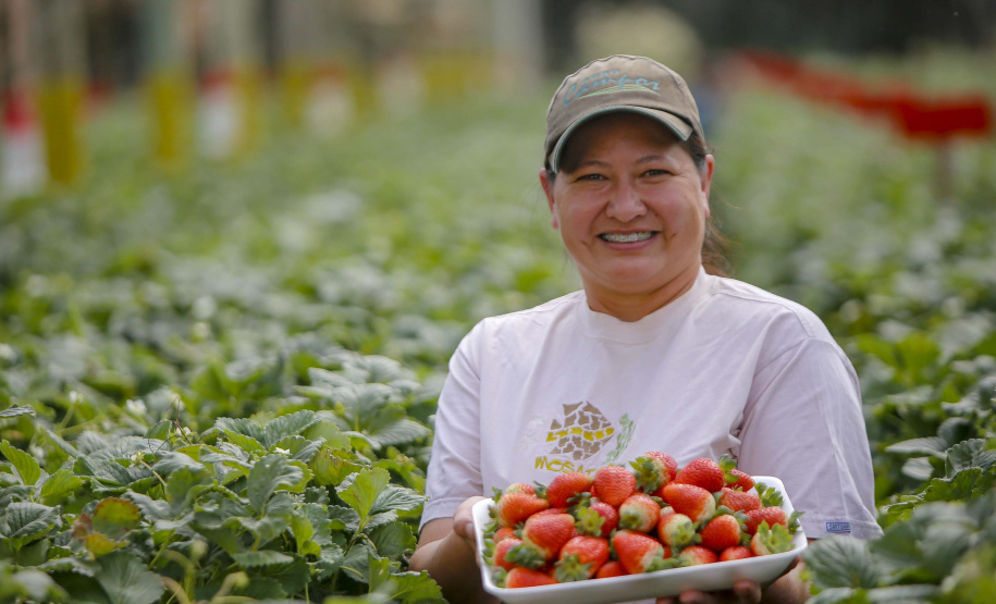 Morango
Kátia Estela Tsuneta Matsui - agricultora
Foto Gilson Abreu/AEN