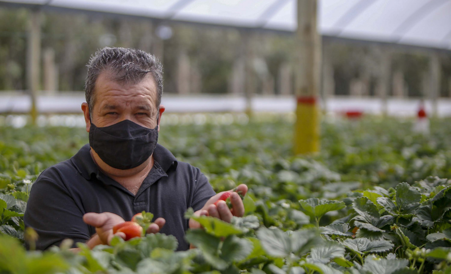 Morango
Joel Sebastião da Cruz ? tecnico agrícola
Foto Gilson Abreu/AEN
