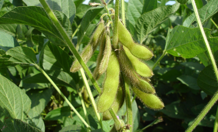 Em 15 de maio, o Paraná dá início ao combate à ferrugem asiática da soja. Nesta data termina o prazo para a colheita ou dessecação da oleaginosa, com o objetivo de preparar as áreas de cultivo para o vazio sanitário, período no qual é proibido semear ou manter plantas vivas de soja no campo. - Curitiba, 14/05/2021 - Foto: SEAB