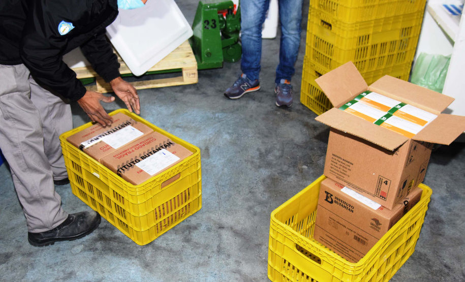 O Paraná recebeu mais 62 mil doses da vacina Coronavac, da parceria entre Sinovac e Instituto Butantan, nesta sexta-feira (14). As doses se referem a uma atualização na 19ª pauta de distribuição de vacinas contra a Covid-19 do Ministério da Saúde.Foto: Américo Antonio/SESA