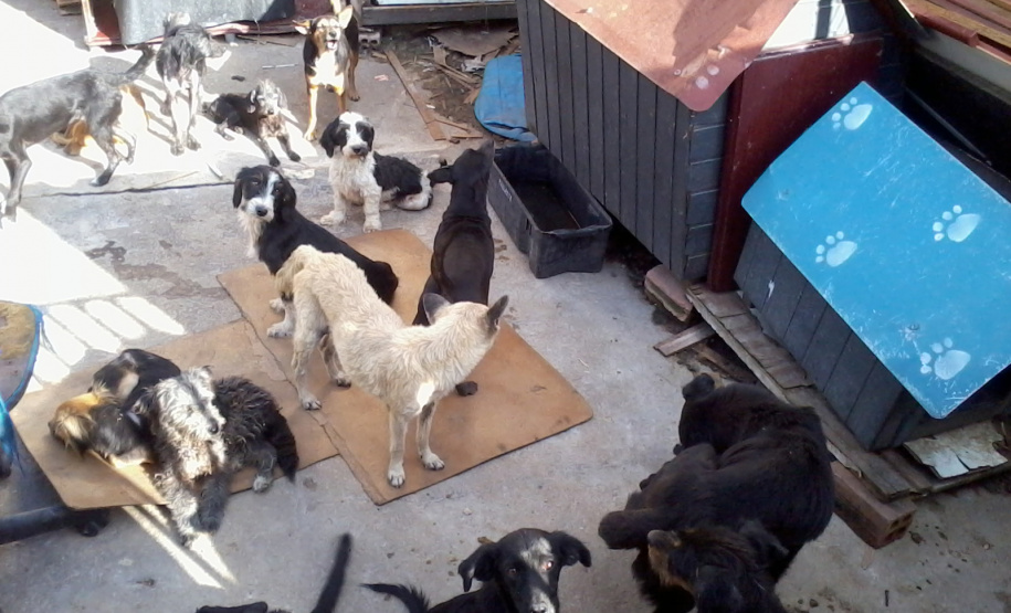 Pesquisa científica busca identificar acumuladores de animais. Foto: UFPR