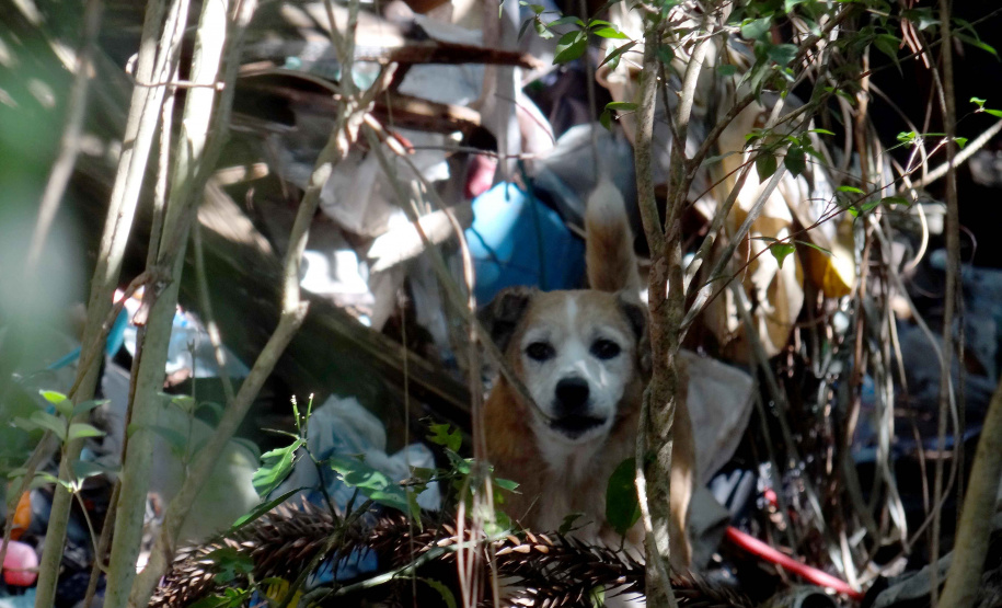Pesquisa científica busca identificar acumuladores de animais. Foto: UFPR