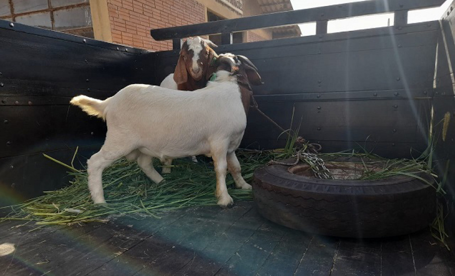 IDR-Paraná entrega caprinos com genética superior
. Foto: IDR