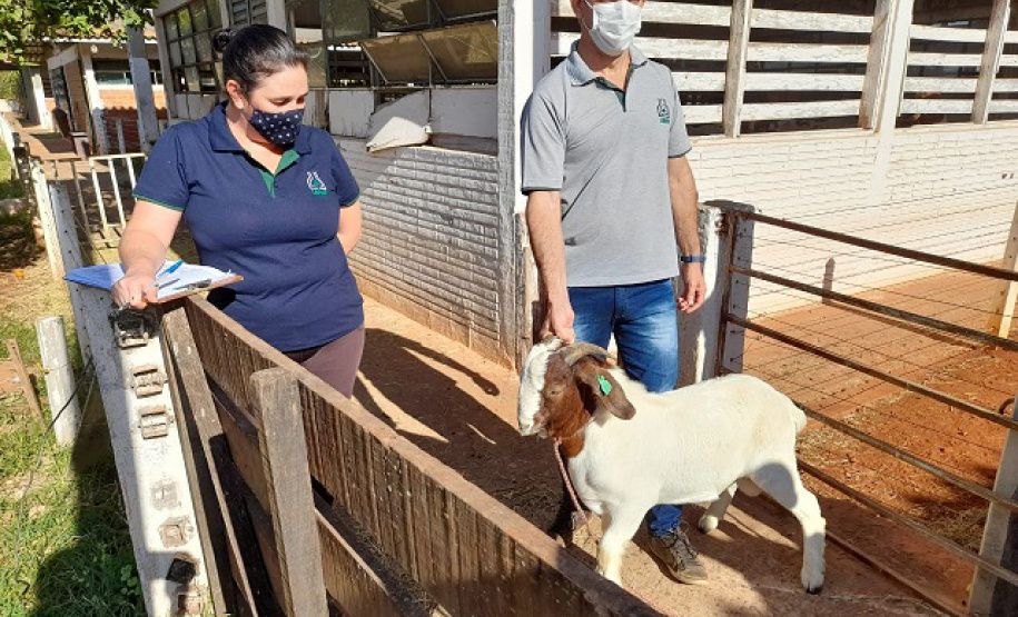 IDR-Paraná entrega caprinos com genética superior
. Foto: IDR