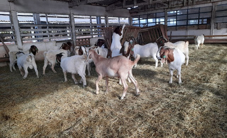 IDR-Paraná entrega caprinos com genética superior
. Foto: IDR