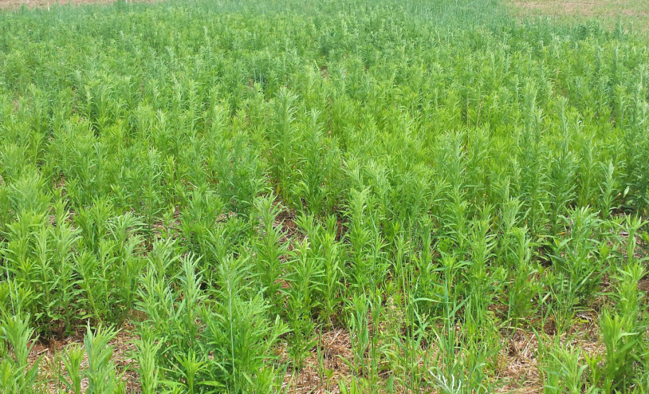 Adapar intensifica ações contra plantas daninhas resistentes a herbicidas
.Foto: Embrapa