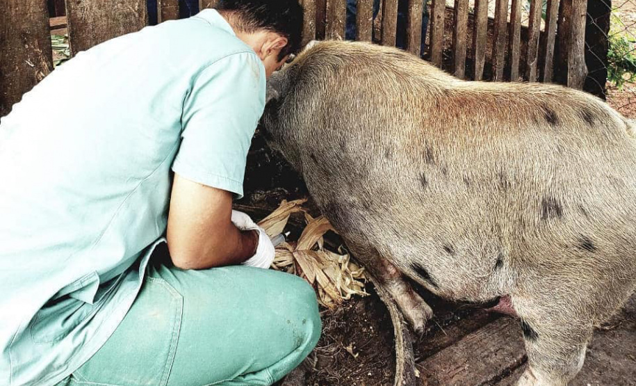 Pesquisa pretende prever possíveis pandemias provocadas pela relação do homem com os animais
. Foto: Adapar