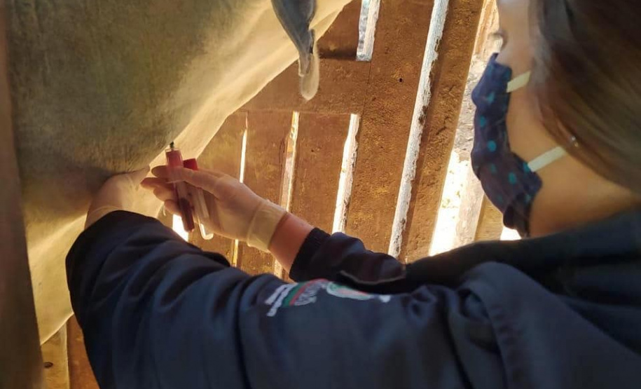 Pesquisa pretende prever possíveis pandemias provocadas pela relação do homem com os animais
. Foto: Adapar