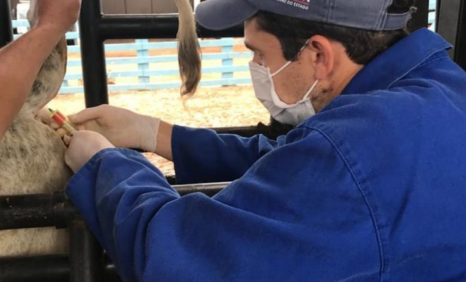 Pesquisa pretende prever possíveis pandemias provocadas pela relação do homem com os animais
. Foto: Adapar