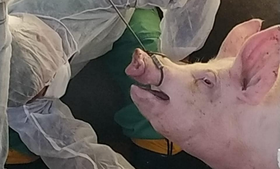 Pesquisa pretende prever possíveis pandemias provocadas pela relação do homem com os animais
. Foto: Adapar