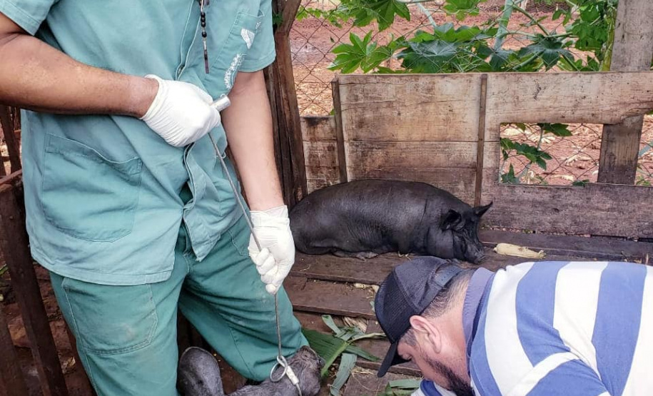 Pesquisa pretende prever possíveis pandemias provocadas pela relação do homem com os animais
. Foto: Adapar